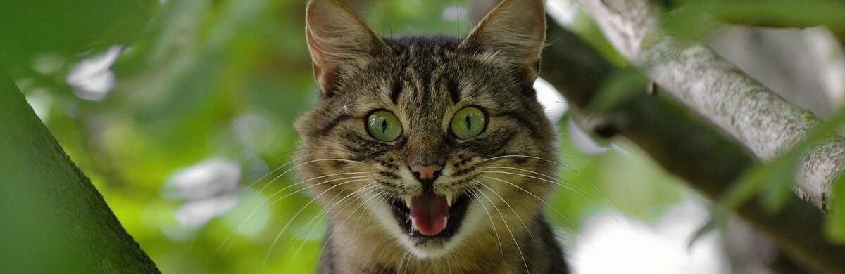  ���� ����������� ������� ���� 