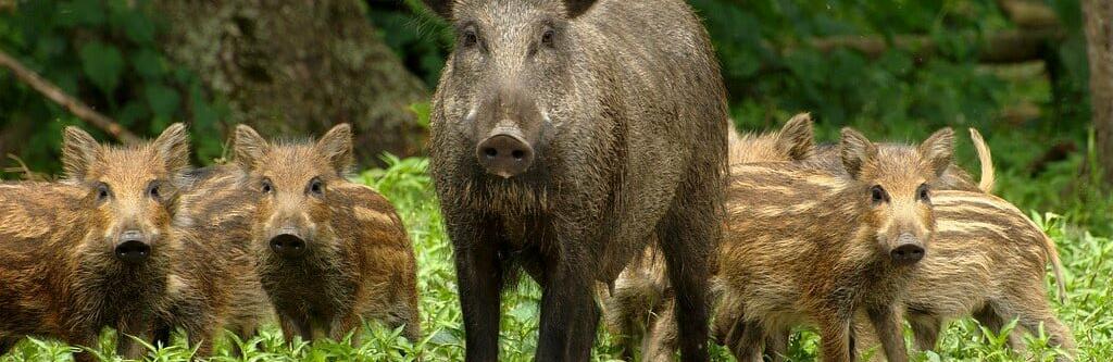  ����������� ��������������� ������������� ����� ������� 