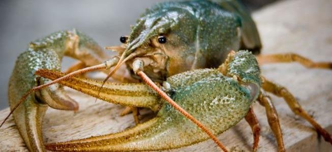  ������� ���� ������������� ��� ������ ��� 