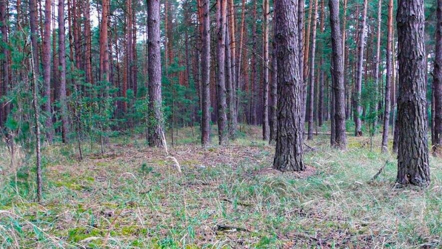  На Чернігівщині внаслідок російських обстрілів загинув грибник