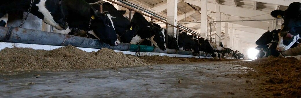 Вивозять корів з-під обстрілів: на Новгород-Сіверщині евакуюють ферму, від якої до російського кордону 300 метрів