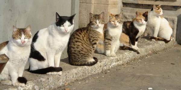 Котів стане менше: у Чернігові розпочався проєкт зі стерилізації тварин