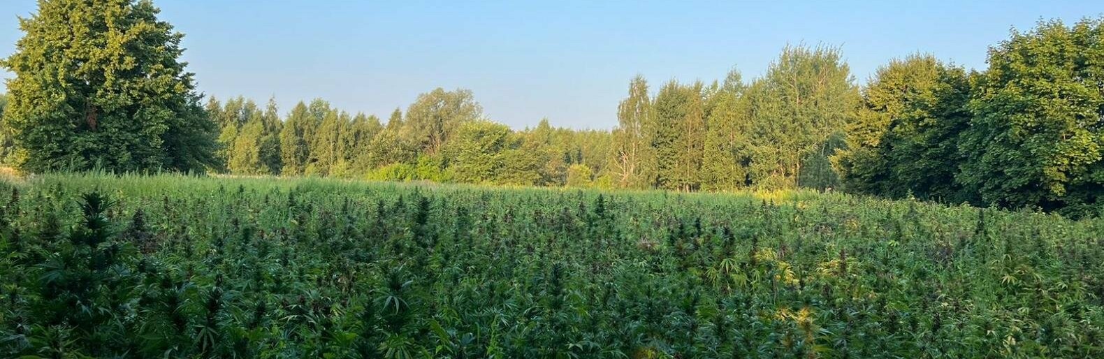 На Чернігівщині поблизу білоруського кордону виявлено плантацію елітних конопель