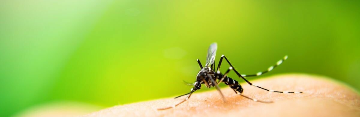 Алергія, кропив’янка та навіть анафілактичний шок – які бувають наслідки укусів мошок та комарів