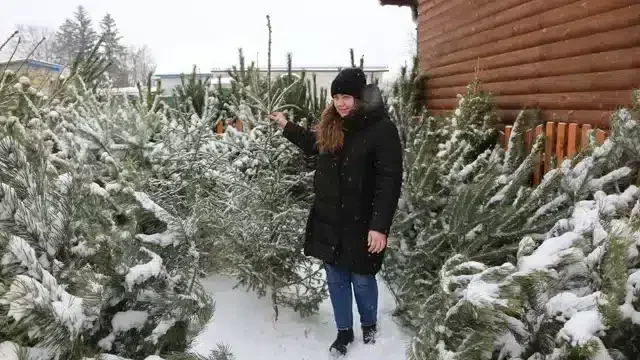 На Чернігівщині працює ялинковий ярмарок. Один метр деревця коштує 100 гривень