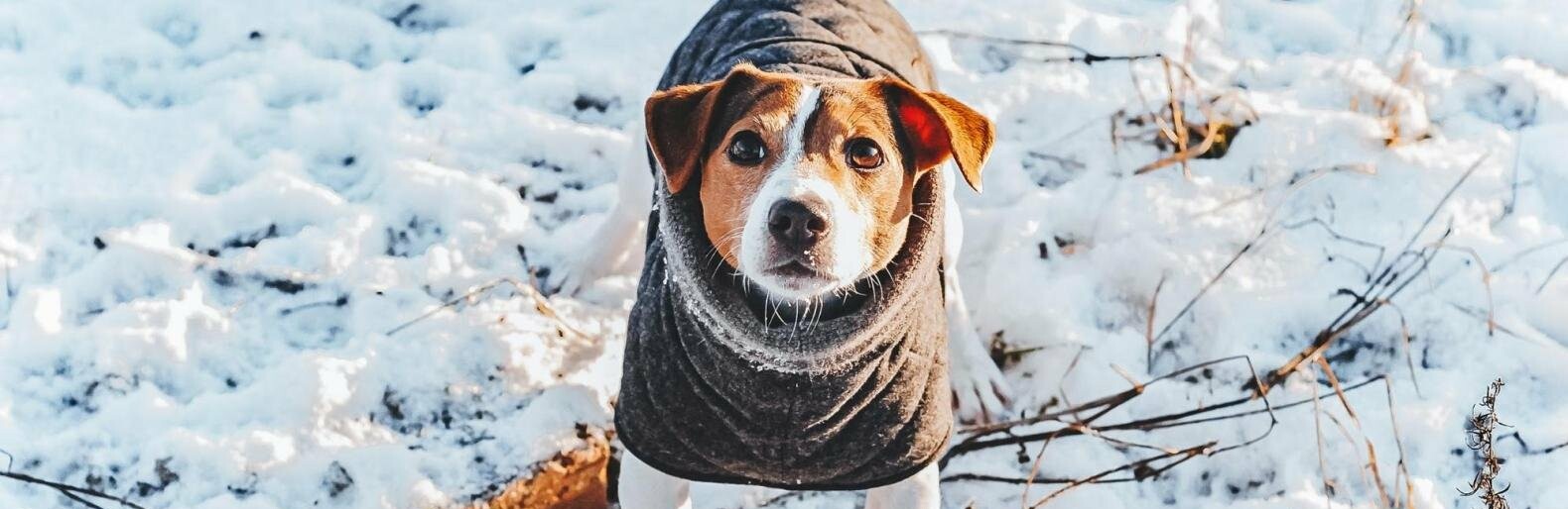 Одяг для собак – забаганка господаря чи необхідність?