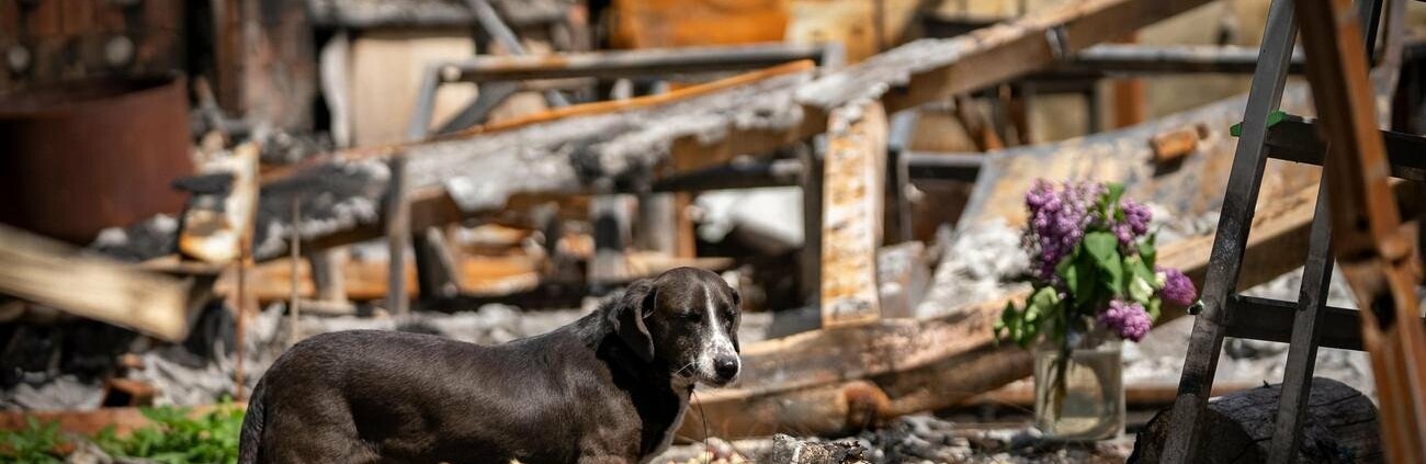«Домашні тварини теж гинули, їхні серця не витримували» - як війна вплинула на чернігівських собак