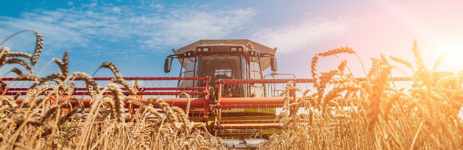 Жнива на Чернігівщині: намолочено 590,6 тисяч тонн зерна та 144,3 тисяч тонн ріпаку