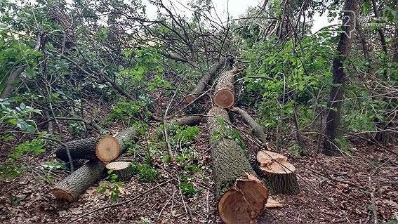 На Черниговщине поймали браконьеров-рецидивистов, вырубивши..., фото-1 На Черниговщине поймали браконьеров-рецидивистов, вырубивших дуба на четверть миллиона, фото-1