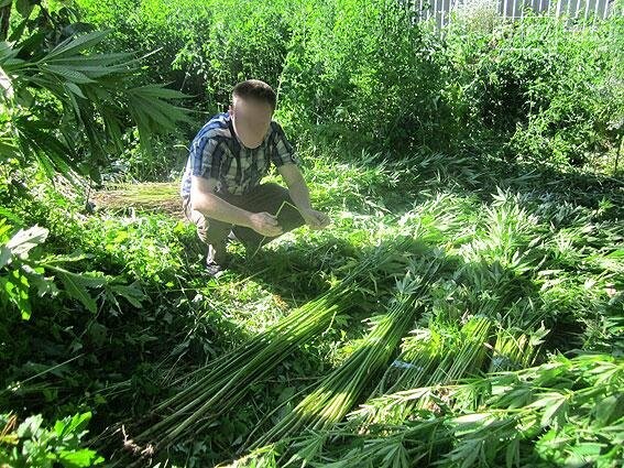 Житель Черниговщины на огороде вырастил элитной конопли на..., фото-3 Житель Черниговщины на огороде вырастил элитной конопли на 2 миллиона, фото-3