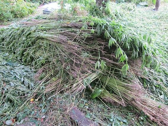 Житель Черниговщины на огороде вырастил элитной конопли на..., фото-4 Житель Черниговщины на огороде вырастил элитной конопли на 2 миллиона, фото-4
