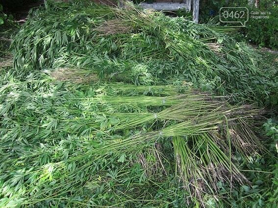 Житель Черниговщины на огороде вырастил элитной конопли на..., фото-5 Житель Черниговщины на огороде вырастил элитной конопли на 2 миллиона, фото-5