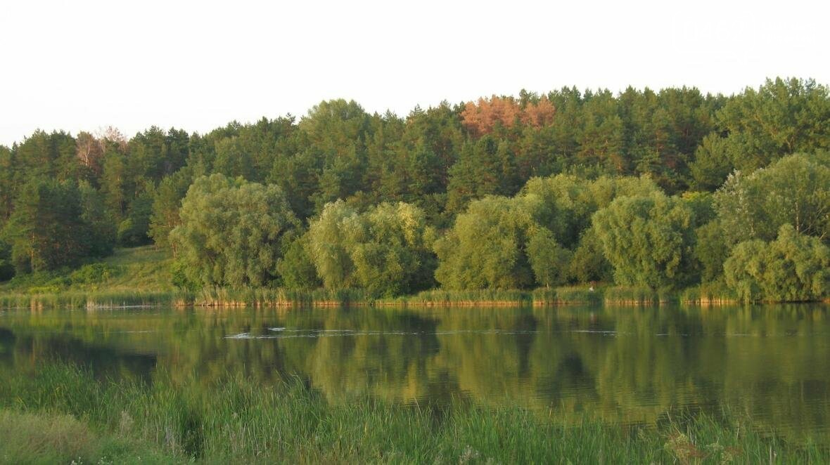 Рыжие пятна сосновых лесов вблизи Чернигова , фото-2 Рыжие пятна сосновых лесов вблизи Чернигова , фото-2