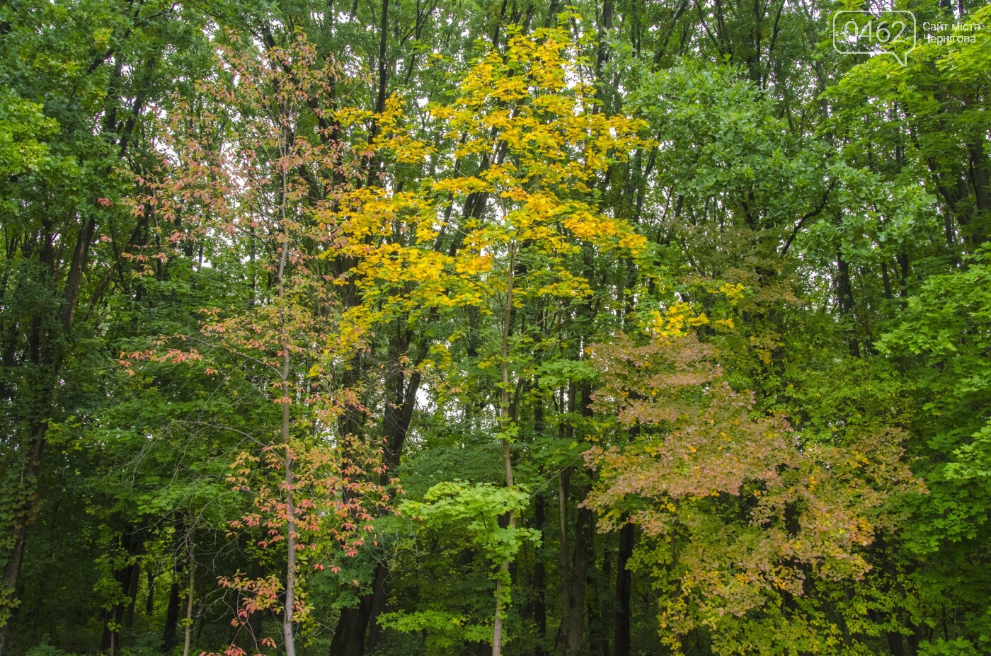 Фото Сергія Тонканова