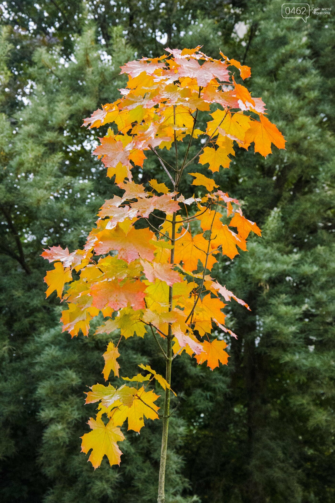 Фото Сергія Тонканова