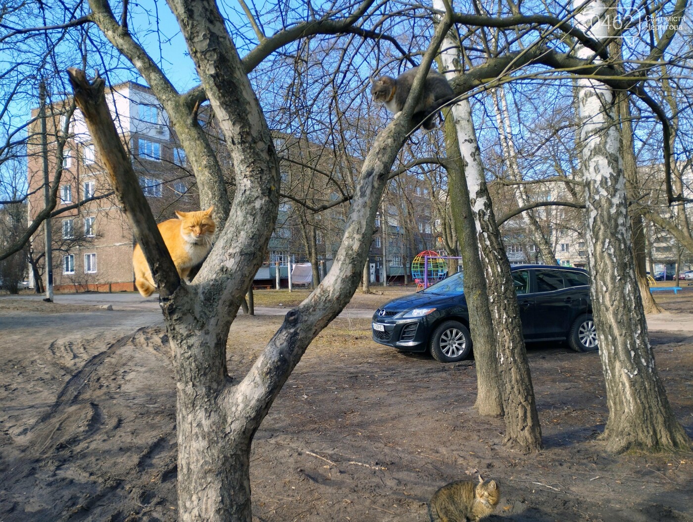 "Дерево котів" на Мстиславській