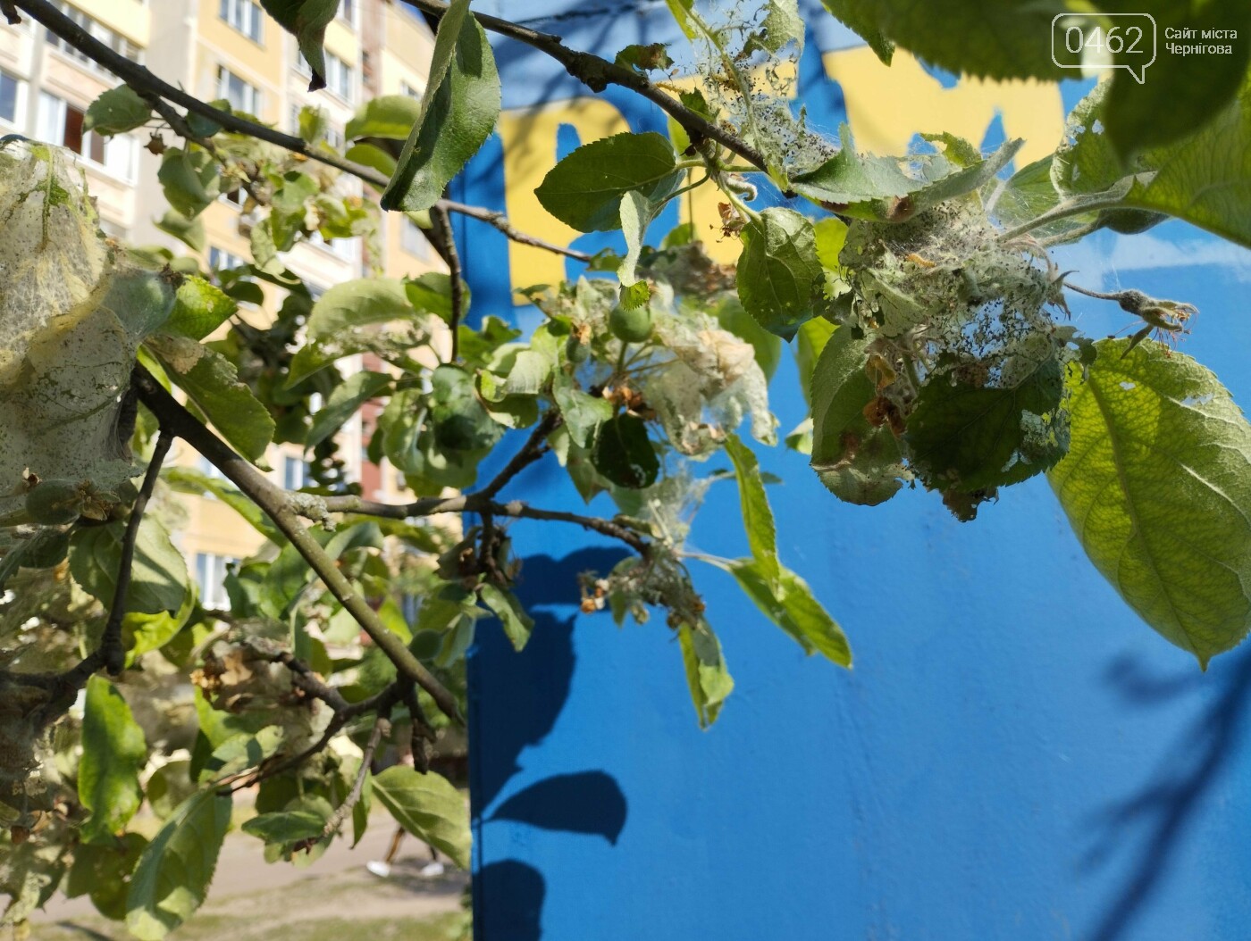 уражені дерева у Чернігові