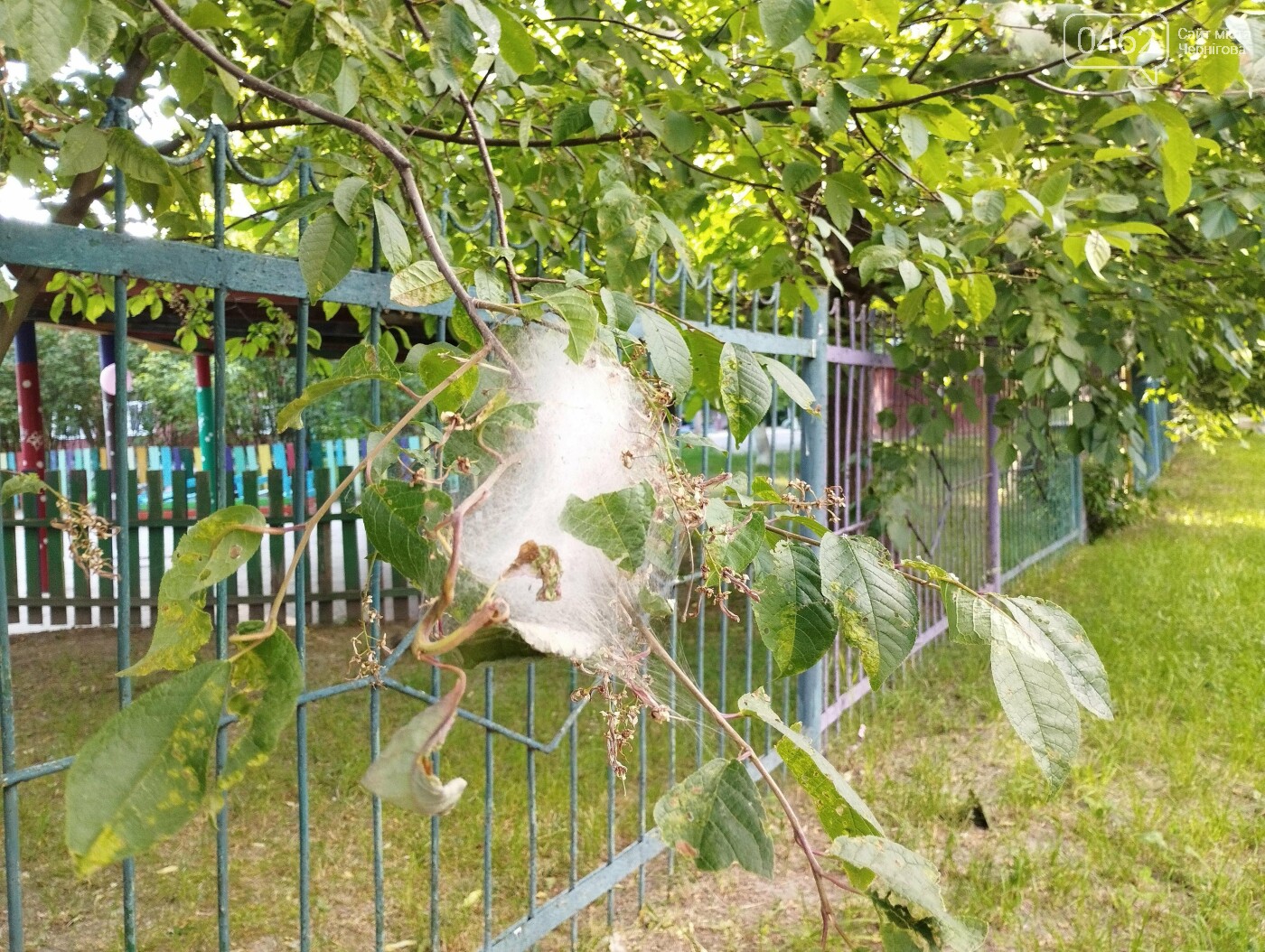 уражені дерева у Чернігові