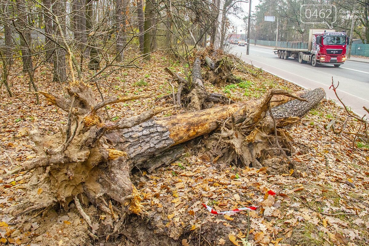 Проблема з деревами в Ялівщині могла б перетворитися на рішення з дровами для багатьох чернігівців