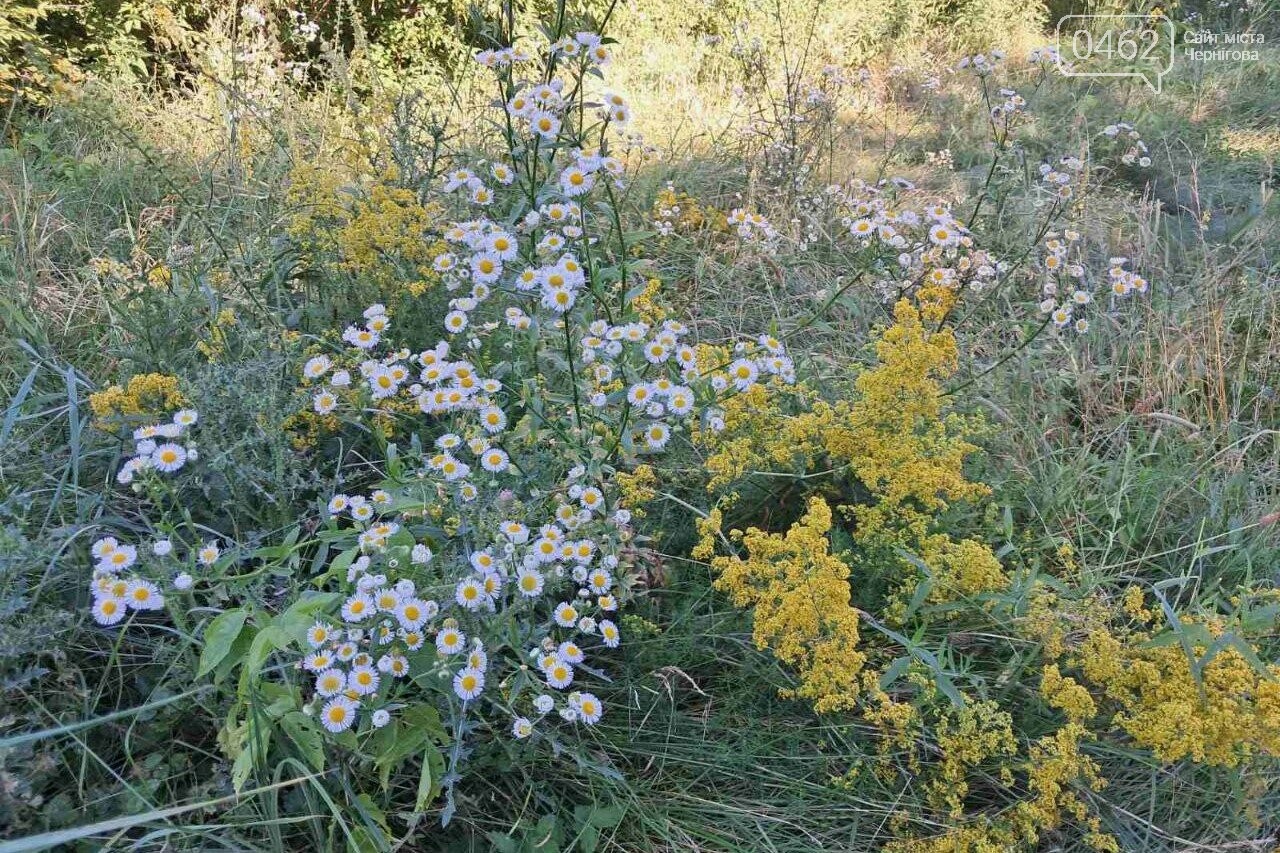 Ландшафти Чернігівщини