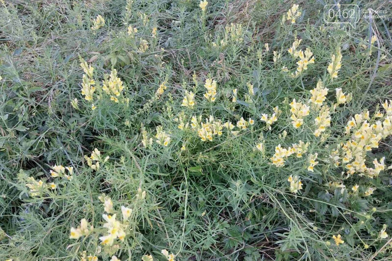 Ландшафти Чернігівщини