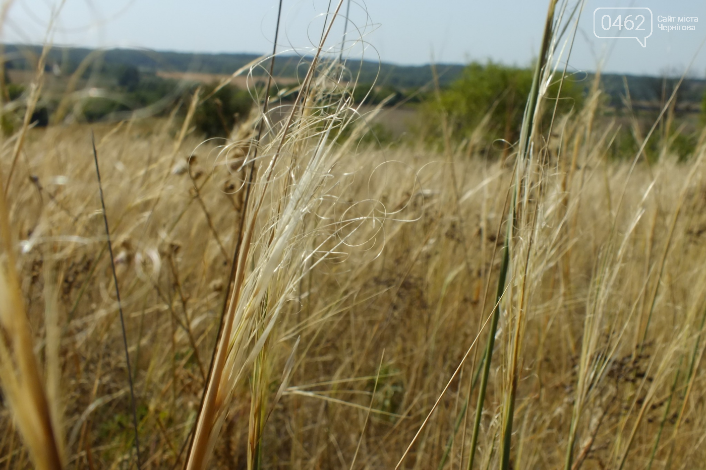 Ковила (пірчаста та волокниста)