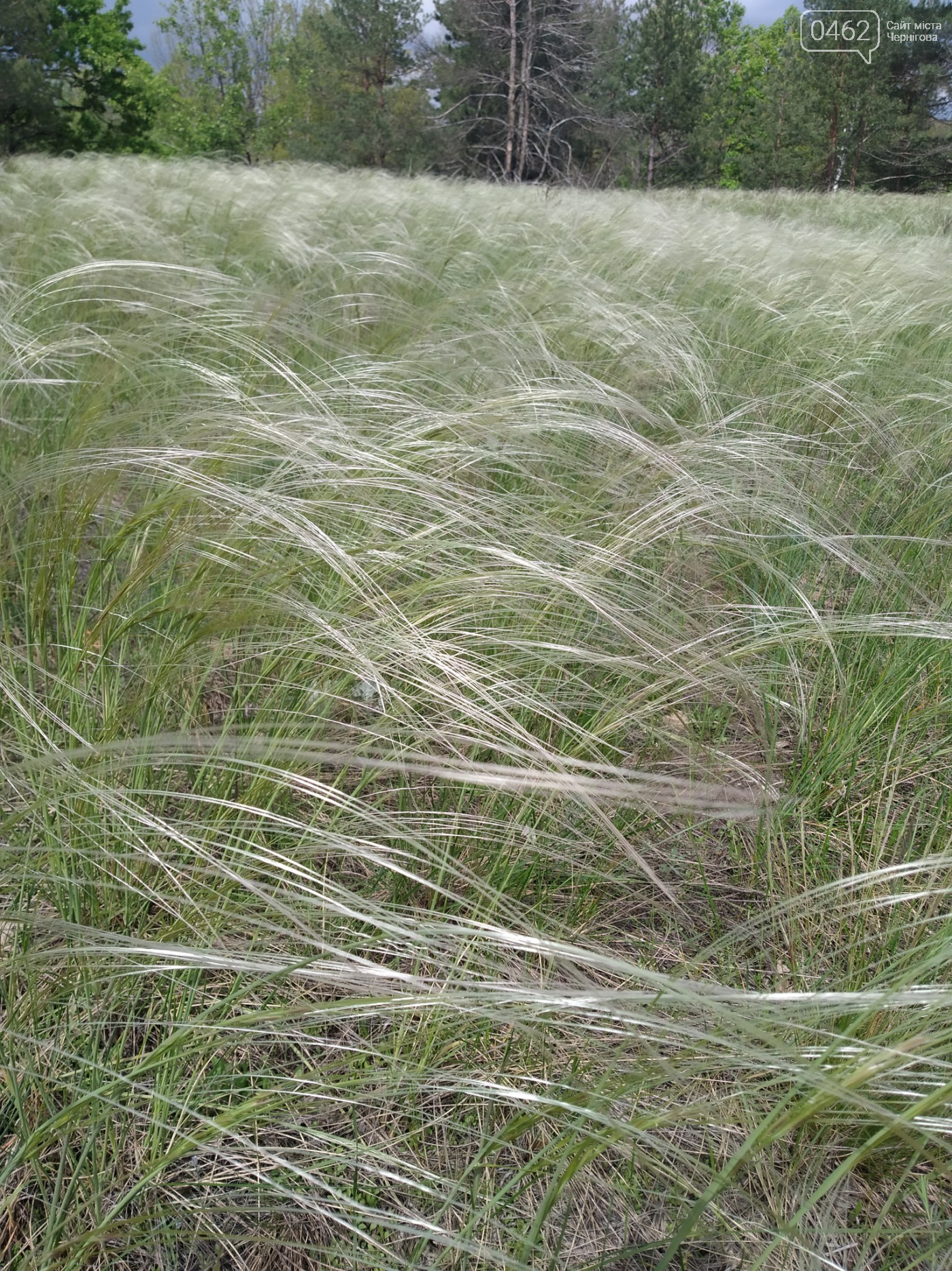 Ковила (пірчаста та волокниста)