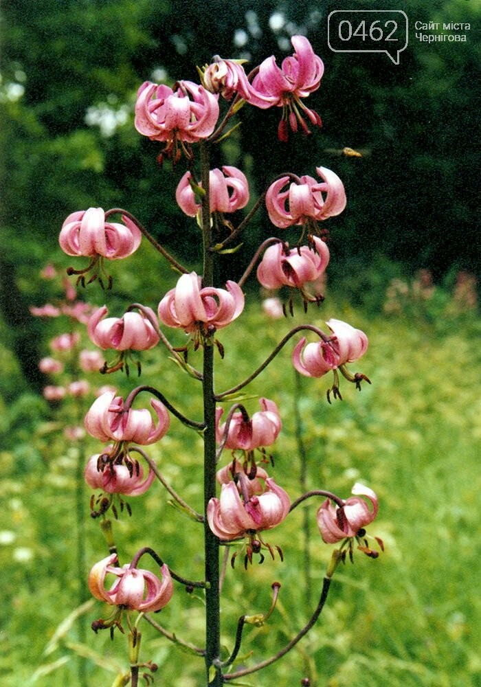 Лілія лісова