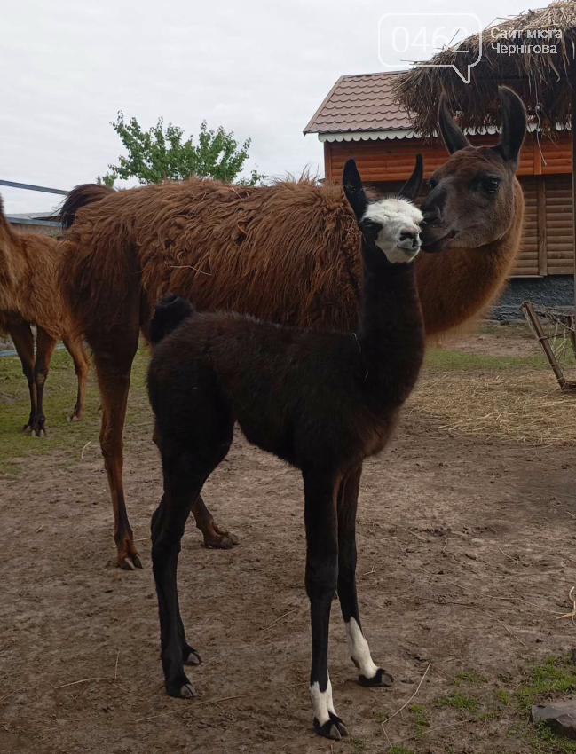 Менський зоопарк