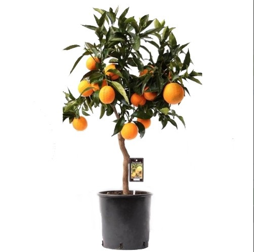 Какие комнатные плодовые растения посадить у себя дома: особенности ...