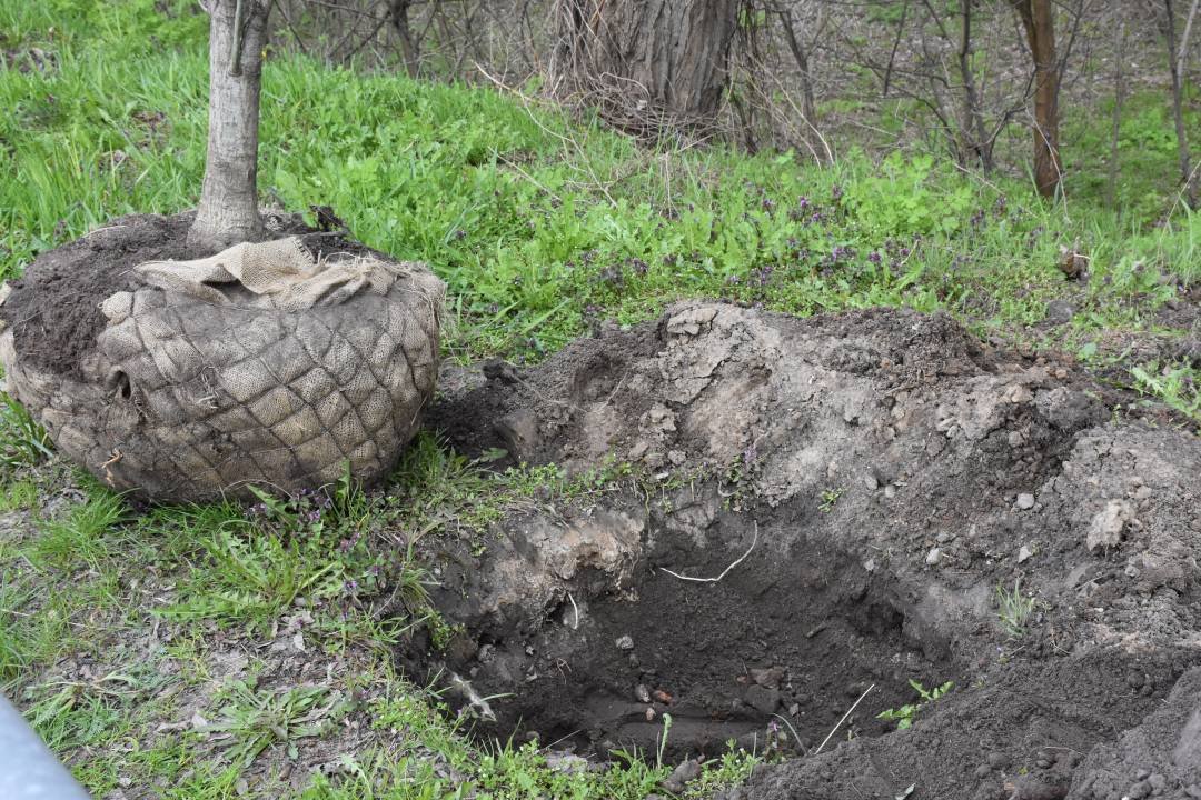 Пам'яті загиблих чернігівців на сході України: на в'їзді до Чернігова висадили дубову алею, фото-2