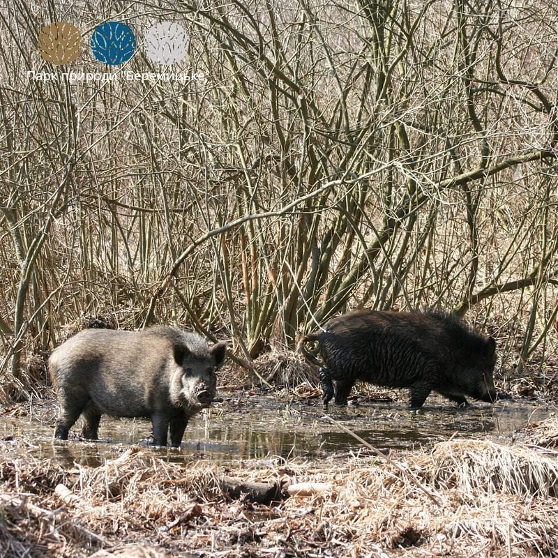 Фестиваль «Вовча гора» - яскраві вихідні на Чернігівщині, фото-12