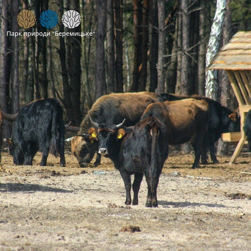 Фестиваль «Вовча гора» - яскраві вихідні на Чернігівщині, фото-11