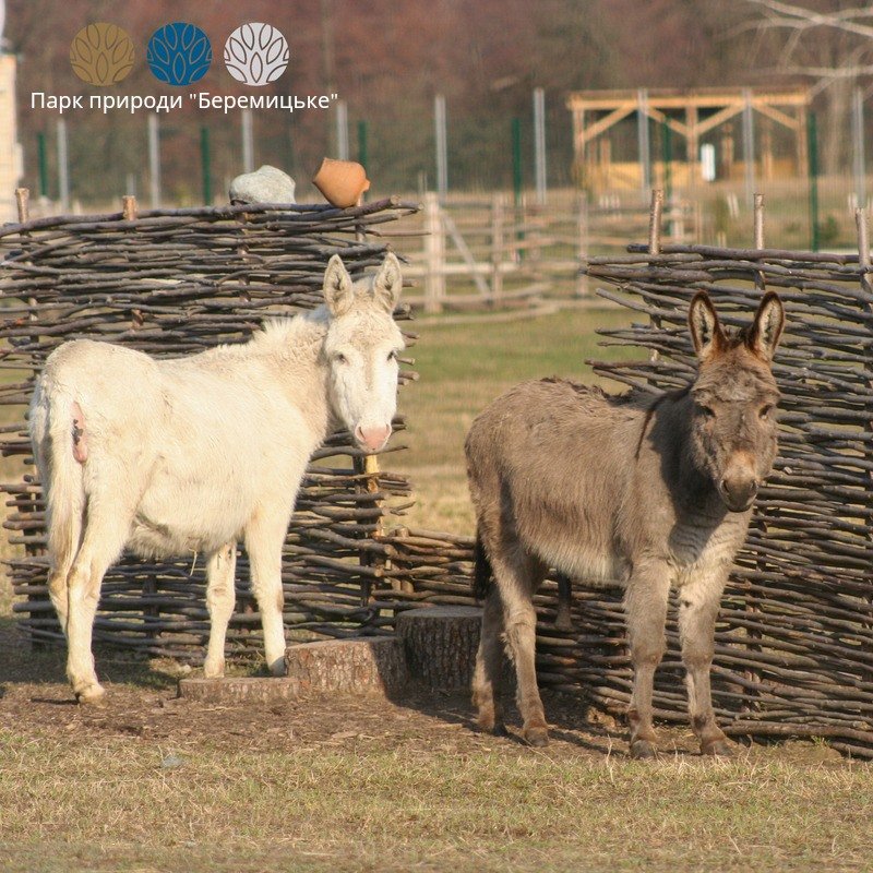 Фестиваль «Вовча гора» - яскраві вихідні на Чернігівщині, фото-8