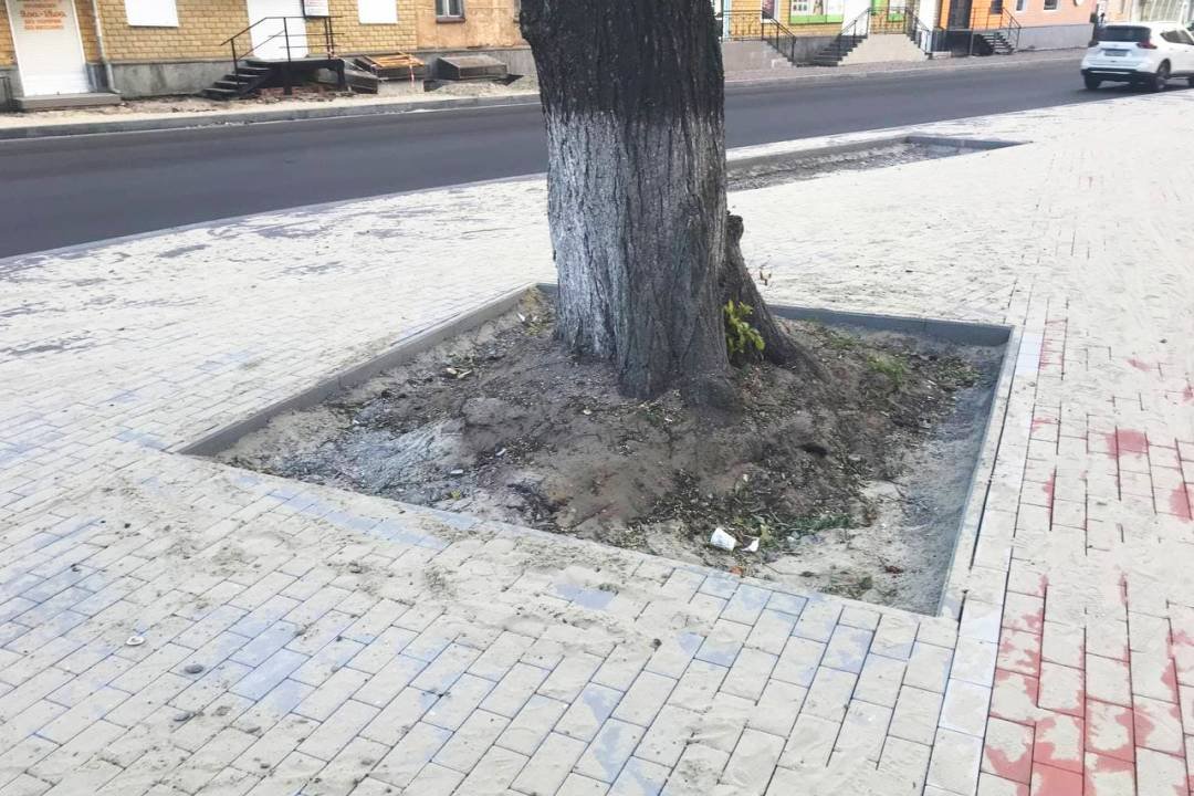 Вулиця Шевченка. Роблять тротуари і не забувають про дерева. Скільки планують висадити? (СВІЖІ ФОТО), фото-3