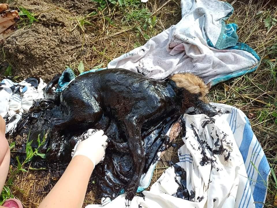 «Смоляне озеро» у Чернігові. Волонтери врятували собаку (ФОТО)