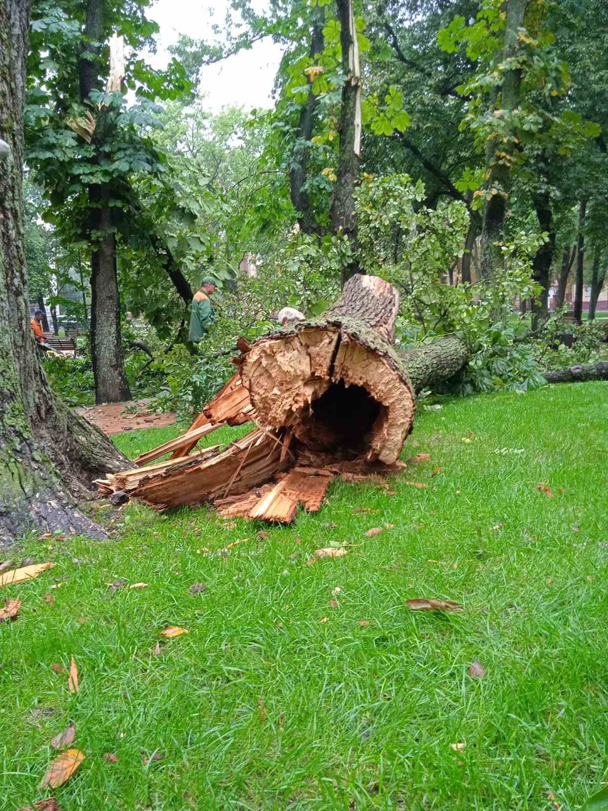 Наслідки буревію: у Чернігові сильний вітер повалив дерева (ФОТОФАКТ)