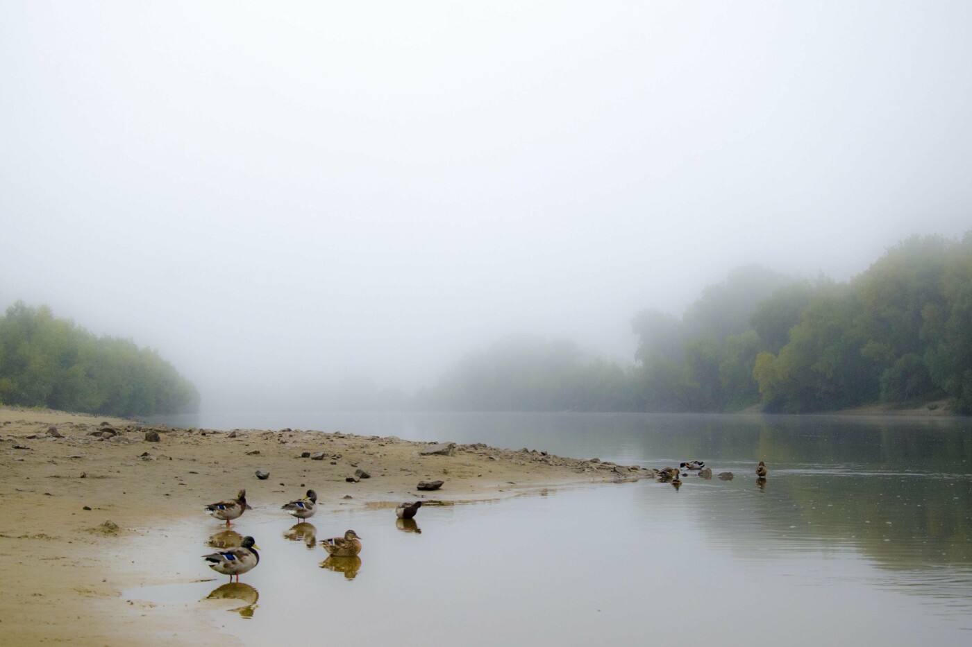 Дивовижні чернігівські качечки. Фоторепортаж для релаксу