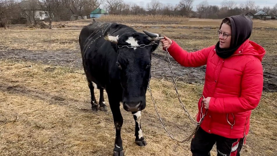 Надія Левіна вирощує корів, ФОТО: Суспільне Чернігів