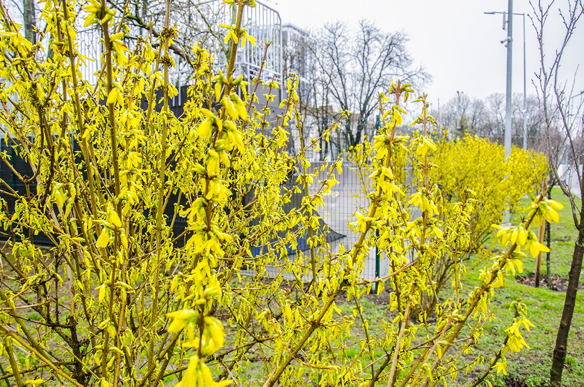 Перші весняні квіти зацвіли у Чернігові. ФОТОРЕПОРТАЖ для релаксу