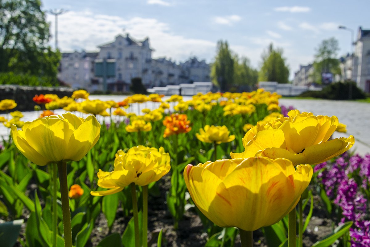 Чернігів у тюльпанах: на це варто подивитися (ФОТОРЕПОРТАЖ)