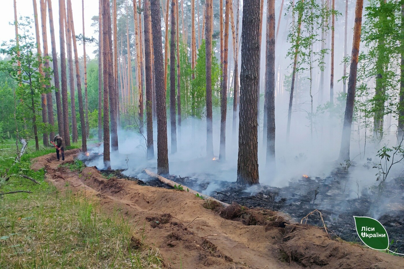 На Чернігівщині через російські обстріли близько тижня горить ліс (ФОТО), фото-2