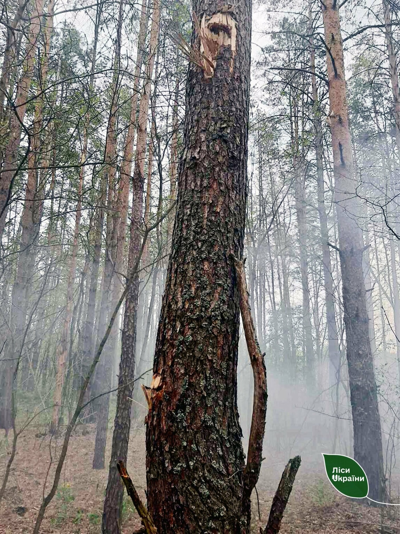 На Чернігівщині через російські обстріли близько тижня горить ліс (ФОТО), фото-3