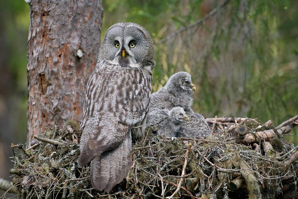 Фото з мережі Інтернет, Бородата сова Бородата сова