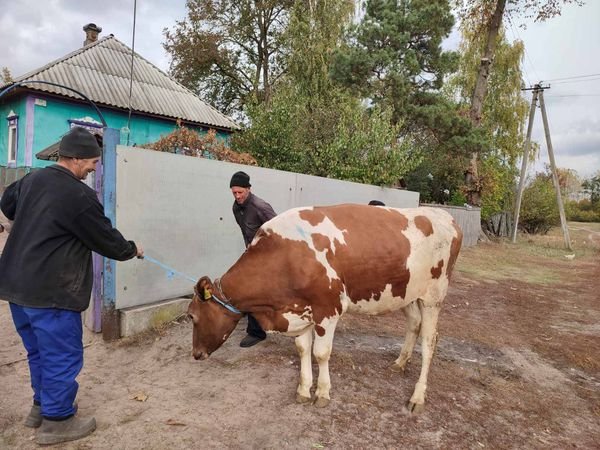 На Чернігівщині дві багатодітні родини отримали молодих корівок, фото-2