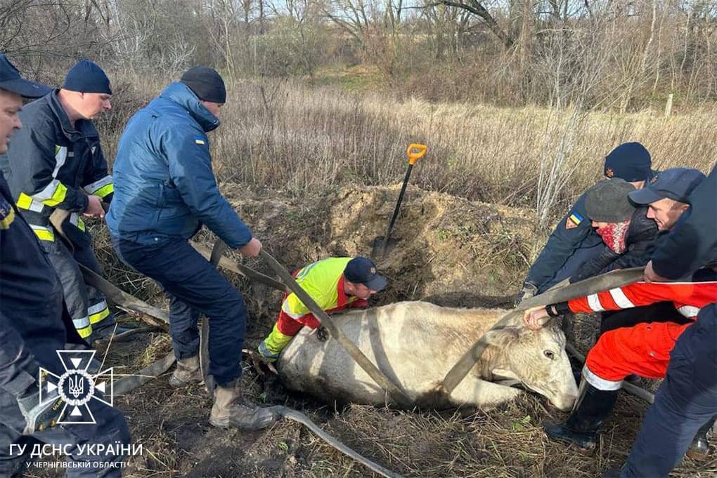 Чернігівські надзвичайники врятували з пастки корову