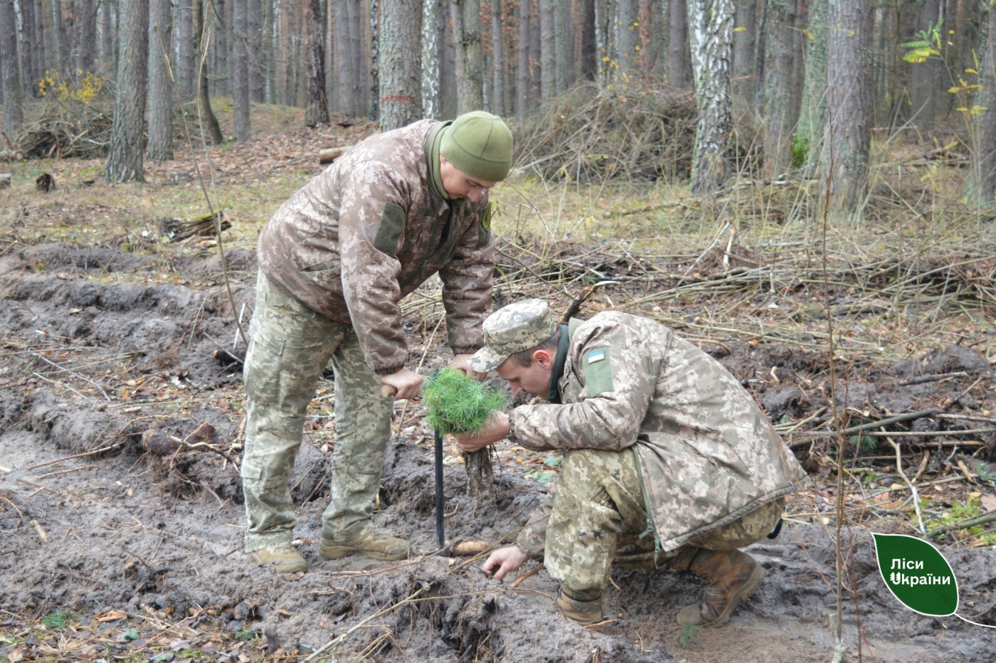 Чернігівські лісівники висаджують новий ліс на деокупованій території