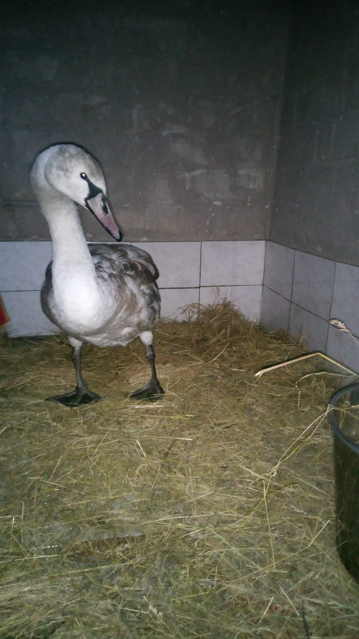 Врятований птах