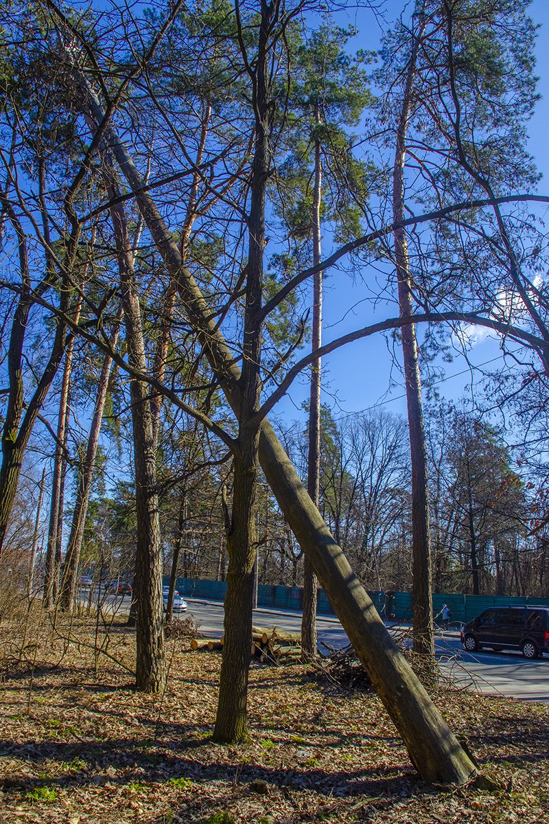 Аварійні дерева у Ялівщині почали прибирати