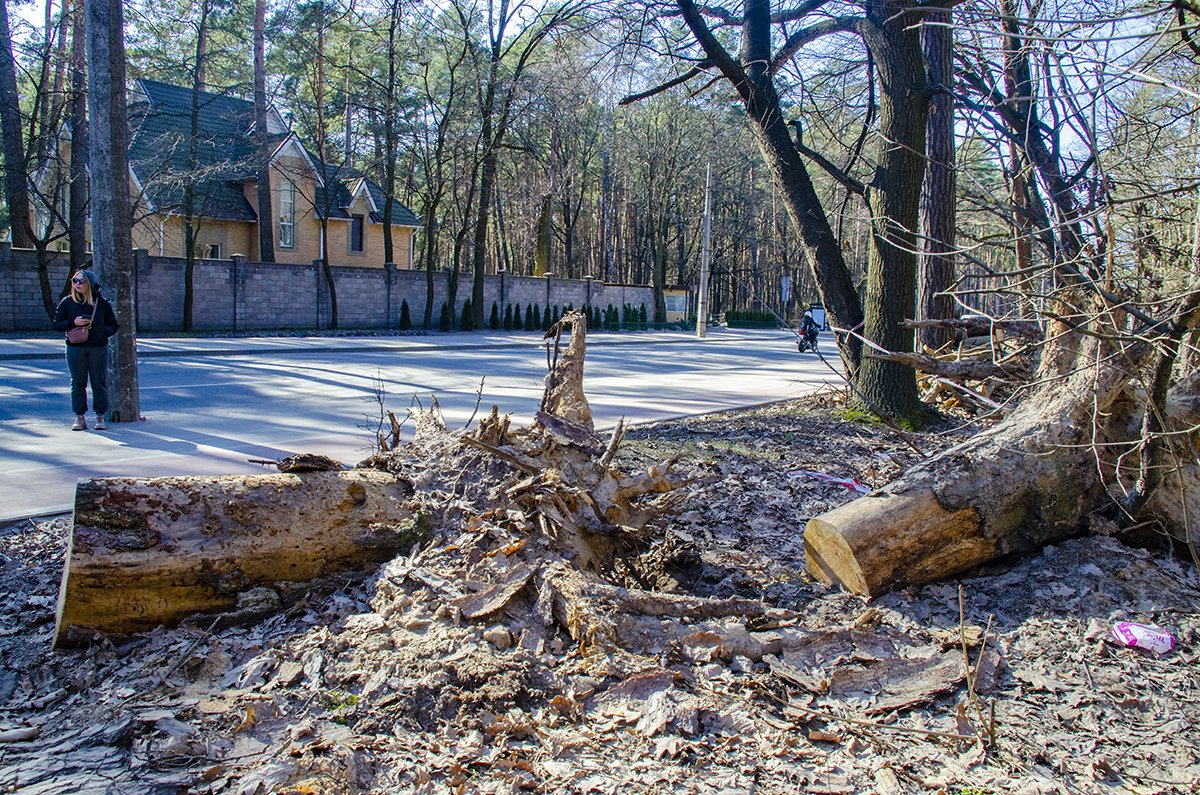 Аварійні дерева у Ялівщині почали прибирати